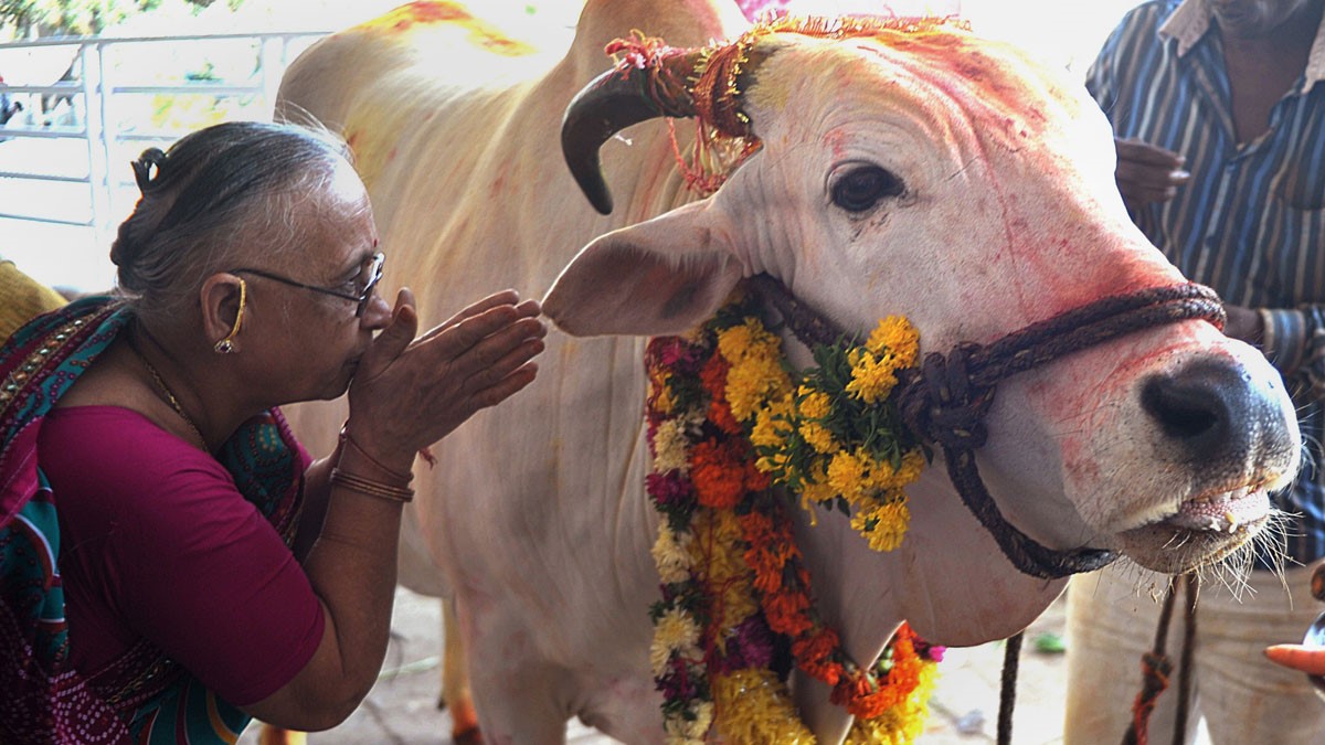 Cow worship